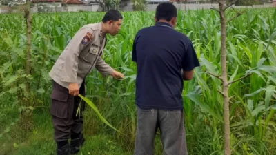 Lombok Barat, NTB – Komitmen Kepolisian Negara Republik Indonesia (Polri) dalam mendukung program ketahanan pangan nasional terus diwujudkan hingga ke tingkat desa. Di wilayah hukum Polres Lombok Barat, upaya nyata ini ditunjukkan melalui peran aktif Bhabinkamtibmas yang intensif mendampingi para petani. Salah satunya adalah kegiatan sambang yang dilakukan oleh Bhabinkamtibmas Desa Gelogor, Aipda Ahyar Haryanto, di Dusun Gelogor Selatan pada hari Rabu, 8 Oktober 2025. Sejak pukul 09.25 Wita, Aipda Ahyar Haryanto telah berada di tengah-tengah warga dan lahan pertanian, khususnya tanaman jagung, yang menjadi komoditas unggulan di daerah tersebut. Kegiatan ini tidak hanya sebatas kunjungan rutin, melainkan merupakan perwujudan sinergi antara aparat keamanan dengan masyarakat dalam menjamin ketersediaan pangan di tingkat lokal. Motivasi dan Pendampingan Langsung di Lahan Pertanian Dalam kunjungannya, Aipda Ahyar Haryanto berinteraksi langsung dengan para petani, melihat dari dekat kondisi tanaman jagung mereka, serta mendengarkan aspirasi dan kendala yang dihadapi. Kehadiran Bhabinkamtibmas di tengah areal persawahan ini memiliki nilai strategis ganda, yaitu menjaga keamanan dan ketertiban masyarakat (Kamtibmas) sekaligus memberikan motivasi dan dukungan moril dalam meningkatkan hasil panen. Petani di Dusun Gelogor Selatan menyambut baik kehadiran Aipda Ahyar Haryanto. Mereka merasa diperhatikan dan mendapatkan suntikan semangat untuk lebih giat dalam mengelola lahan. Tanaman jagung yang menjadi fokus sambang kali ini diharapkan dapat berkontribusi signifikan terhadap pasokan pangan, baik untuk kebutuhan lokal maupun nasional. Polri Dorong Peningkatan Semangat Bertani Warga Peran Bhabinkamtibmas dalam program ketahanan pangan merupakan bagian integral dari tugas tambahan Polri. Mereka berfungsi sebagai jembatan komunikasi yang efektif antara program-program pemerintah di sektor pertanian dengan implementasinya di masyarakat petani. Hal ini sejalan dengan arahan pimpinan Polri untuk menjadikan personel di lapangan sebagai motor penggerak pembangunan dan kesejahteraan masyarakat. Kepala Bagian Sumber Daya Manusia (Kabag SDM) Polres Lombok Barat, AKP Taufik Hidayat, S.H., menegaskan bahwa dukungan terhadap sektor pertanian adalah prioritas. Beliau menyoroti pentingnya peran Bhabinkamtibmas sebagai ujung tombak dalam mencapai sasaran ketahanan pangan. “Kami dari Polres Lombok Barat sangat serius mendukung program pemerintah di bidang ketahanan pangan. Kehadiran Bhabinkamtibmas seperti Aipda Ahyar Haryanto di Desa Gelogor adalah bukti nyata komitmen kami,” ujar AKP Taufik Hidayat, S.H. Beliau melanjutkan, “Kami berharap para petani di Gelogor, khususnya yang membudidayakan jagung, terus semangat dan konsisten dalam merawat tanamannya. Aipda Ahyar Haryanto bertugas untuk memotivasi mereka agar lebih giat dalam bertani, karena keberhasilan pertanian adalah fondasi utama dari ketahanan pangan daerah kita.” Kontribusi Jagung dalam Mewujudkan Swasembada Pangan Komoditas jagung memiliki peran vital sebagai salah satu penopang utama kebutuhan pangan dan pakan di Indonesia. Peningkatan produksi jagung di daerah seperti Gelogor, Lombok Barat, secara langsung akan memperkuat swasembada pangan nasional dan stabilitas harga komoditas. Melalui kegiatan sambang ini, Bhabinkamtibmas juga menyampaikan pesan-pesan yang bersifat edukatif. Selain memberikan dorongan, mereka turut mengingatkan petani mengenai pentingnya pola tanam yang efisien, penggunaan bibit unggul, serta upaya pencegahan gangguan keamanan di lahan pertanian. Kolaborasi dengan instansi terkait, seperti Penyuluh Pertanian Lapangan (PPL), akan terus diperkuat untuk memberikan bimbingan teknis yang optimal kepada warga. Dengan sinergi yang kuat antara Polri, khususnya Bhabinkamtibmas, dan seluruh elemen masyarakat petani, diharapkan Desa Gelogor dapat menjadi contoh keberhasilan dalam mewujudkan masyarakat yang mandiri secara pangan, sehat, dan sejahtera. Keaktifan Aipda Ahyar Haryanto dalam mendampingi petani menjadi cerminan bahwa aparat keamanan tidak hanya bertugas menjaga keamanan, tetapi juga menjadi mitra strategis dalam upaya meningkatkan kesejahteraan dan ketahanan pangan bangsa.