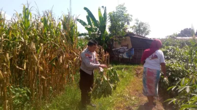 Bhabinkamtibmas dan Petani Bersatu Perkuat Ketahanan Pangan Lokal