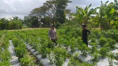 Dorong Kemandirian Pangan Keluarga, Bhabinkamtibmas Dampingi Warga Olah Lahan