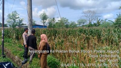 Bhabinkamtibmas Kediri Lobar dan PPL Tinjau Panen Jagung, Jaga Kestabilan Pangan Desa