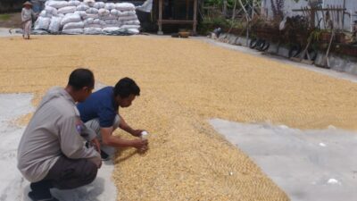 Polri Dampingi Bulog Cek Mutu 3 Ton Jagung Petani di Gerung Lombok Barat