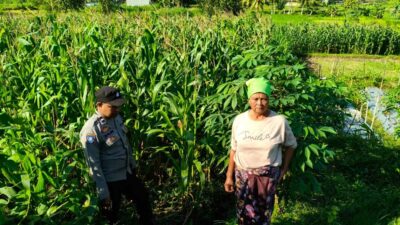 Polsek Lembar Dampingi Warga Mareje Timur Atur Tanam Jagung