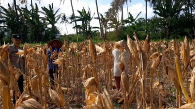 Bhabinkamtibmas Tempos Dampingi Panen Jagung, Wujud Nyata Dukung Ketahanan Pangan