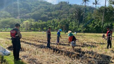 Polres Lombok Barat Dampingi Petani Jagung Desa Kebon Ayu untuk Ketahanan Pangan