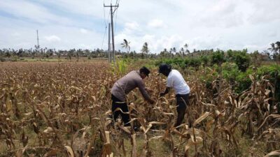 Polri Dampingi Petani Kedaro Sinergi Ketahanan Pangan di Lombok Barat