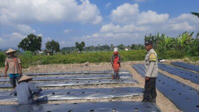 Polsek Kediri Dorong Warga Montong Are Tanam Cabai untuk Ketahanan Pangan