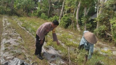 Polsek Labuapi Ajak Warga Desa Kuranji Wujudkan Kemandirian Pangan Lewat Pertanian Pekarangan