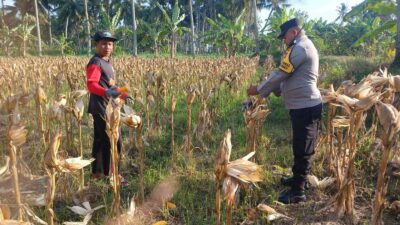 Panen Jagung di Dusun Lilin, Polsek Gerung Perkuat Sinergi dengan Petani