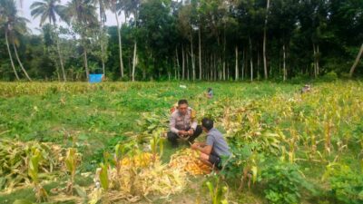 Polsek Lembar Dukung Ketahanan Pangan, Bhabinkamtibmas Eyat Mayang Dampingi Petani Jagung