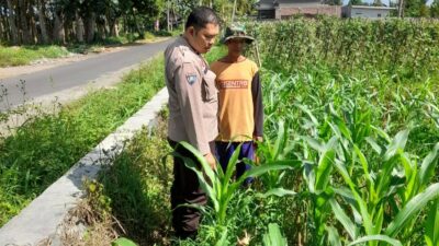 Kepolisian Kediri Bina Petani Jagung Gelogor, Perkuat Ekonomi dan Pangan Lokal