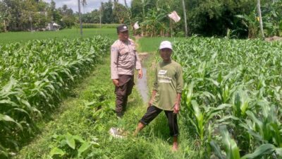 Jagung Jadi Alternatif Pangan di Desa Jagaraga, Bhabinkamtibmas Jadi Penggerak