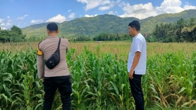 Pendampingan Petani Jagung oleh Polsek Kuripan, Dorong Ketahanan Pangan Lombok Barat