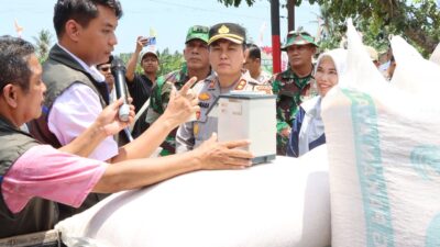 Lombok Barat Produksi 20 Ton Jagung dalam Panen Serentak, Bulog Pastikan Serap Hasil Petani