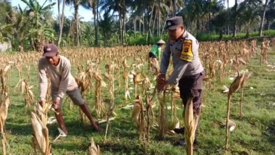 Sinergi Polri dan Petani di Gerung Dorong Stabilitas Harga Jagung