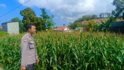 Kehadiran Polisi di Ladang Jagung, Bukti Sinergi Polri dan Petani di Lombok Barat