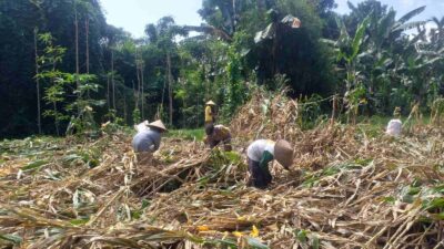 Kemandirian Pangan: Bhabinkamtibmas Kuripan Kunjungi Petani Jagung