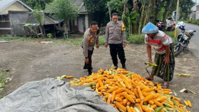 Polsek Labuapi Bantu Petani Amankan Harga Panen Jagung ke Bulog