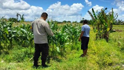 Strategi Polsek Labuapi Dukung Pangan: Jual Jagung ke Bulog & Tanam Pekarangan