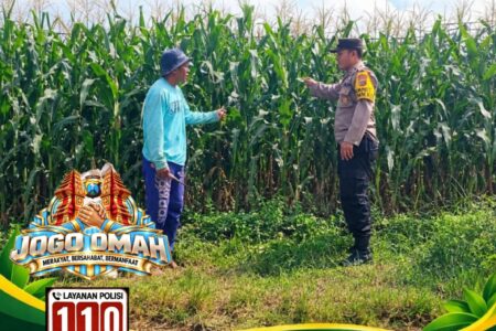 ANGGOTA POLSEK KEREK POLRESTA TUBAN PANTAU PERTUMBUHAN TANAM JAGUNG