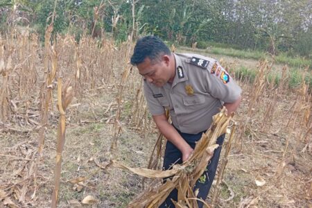Dukung Ketahanan Pangan Nasional, Bripda Shandy Polsek Bancar Monitoring Panen Jagung di Latsari