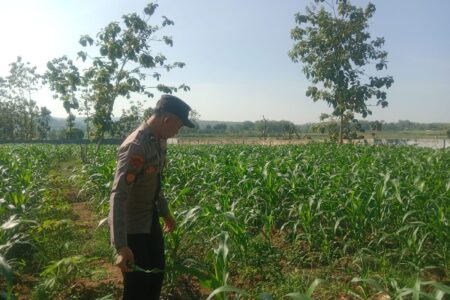 Polsek Tuban Dukung Ketahanan Pangan Nasional, Pantau Pertumbuhan Tanaman Jagung