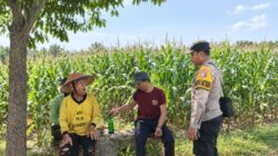 Perkuat Sinergi Dengan Petani, Bhabinkamtibmas Polsek Tambakboyo Gelar Dialogis di Lahan Jagung Binaan