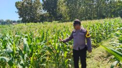DUKUNG KETAHANAN PANGAN! Polsek Jatirogo Cek Lahan Jagung Warga Desa Demit