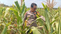 Dukung Astacita Presiden, Polsek Kenduruan Polresta Tuban Pantau Perkembangan Tanaman Jagung Petani