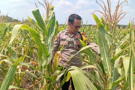 Dukung Astacita Presiden, Polsek Kenduruan Polresta Tuban Pantau Perkembangan Tanaman Jagung Petani