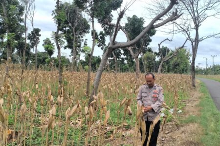 Polri Dukung Astacita, Polsek Merakurak Polresta Tuban Turun Cek Tanaman Jagung Warga di Desa Tuwiri Wetan