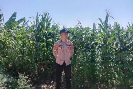 Anggota Polsek Singgahan Polresta Tuban Turun Cek Tanaman jagung Warga di Desa Mulyorejo