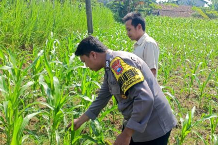 ANGGOTA POLSEK GRABAGAN SAMBANG DESA BINAAN, PANTAU LAHAN JAGUNG DAN MEMASTIKAN SISTEM IRIGASI MASIH LANCAR