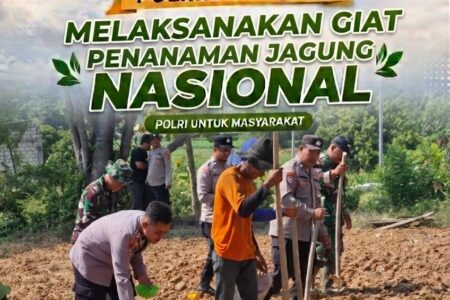 Sinergi TNI-Polri di Bancar, Dampingi Warga Tanam Jagung Demi Dukung Ketahanan Pangan
