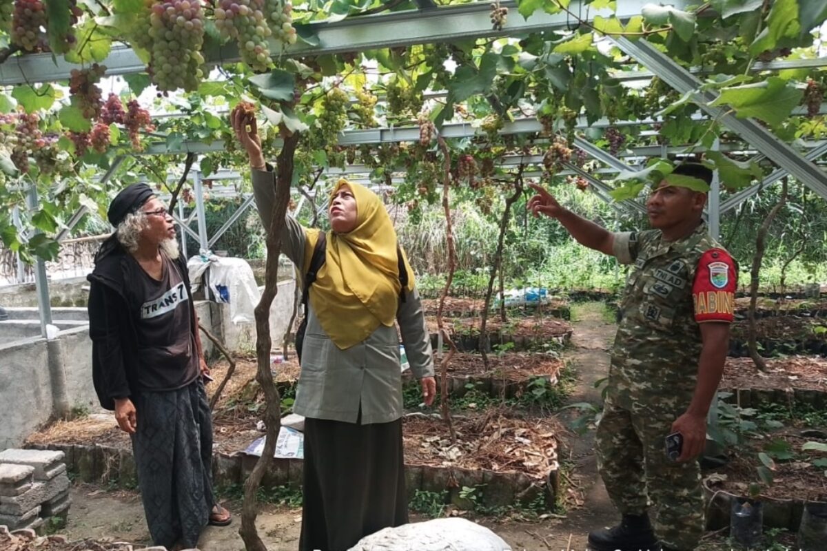 Jelang Panen Anggur, Babinsa dan PPL Peteluan Indah Dampingi Petani Tingkatkan Produktivitas