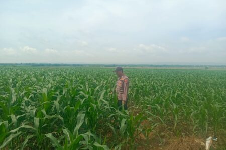 Anggota Polsek Singgahan Polresta Tuban Turun Cek Tanaman jagung Warga di Desa Lajo Lor