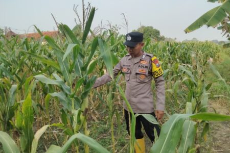 Dukung Astacita Presiden, Polsek Kenduruan Polresta Tuban Pantau Perkembangan Tanaman Jagung Petani