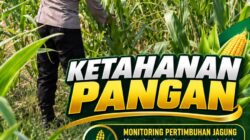 Mendukung Program Ketahanan Pangan, Bhabinkamtibmas Monitoring Pertumbuhan Jagung
