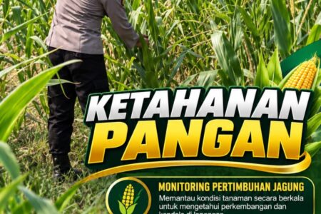 Mendukung Program Ketahanan Pangan, Bhabinkamtibmas Monitoring Pertumbuhan Jagung
