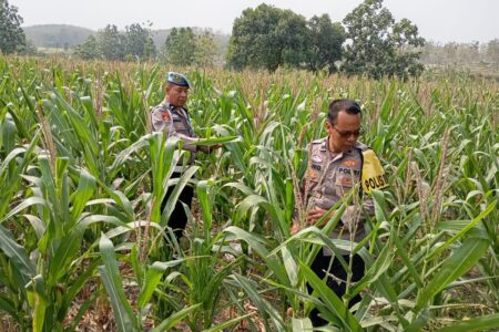 Dukung Astacita Presiden, Polsek Kenduruan Polresta Tuban Pantau Perkembangan Tanaman Jagung Petani