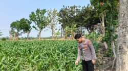 Anggota Polsek Singgahan Polresta Tuban Turun Cek Tanaman jagung Warga di Desa Mulyorejo