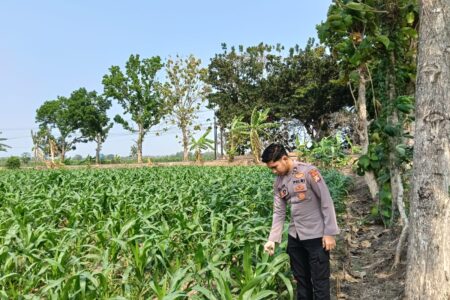 Anggota Polsek Singgahan Polresta Tuban Turun Cek Tanaman jagung Warga di Desa Mulyorejo