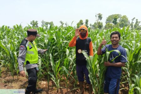 Polri Dukung Astacita, Polsek jenu Polres Tuban Turun Cek Tanaman Jagung Warga di Desa Jenu